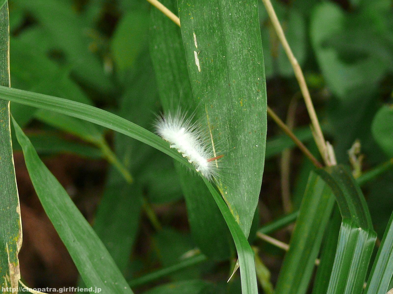 White Caterpillar 白い毛虫 64 Insects Nature