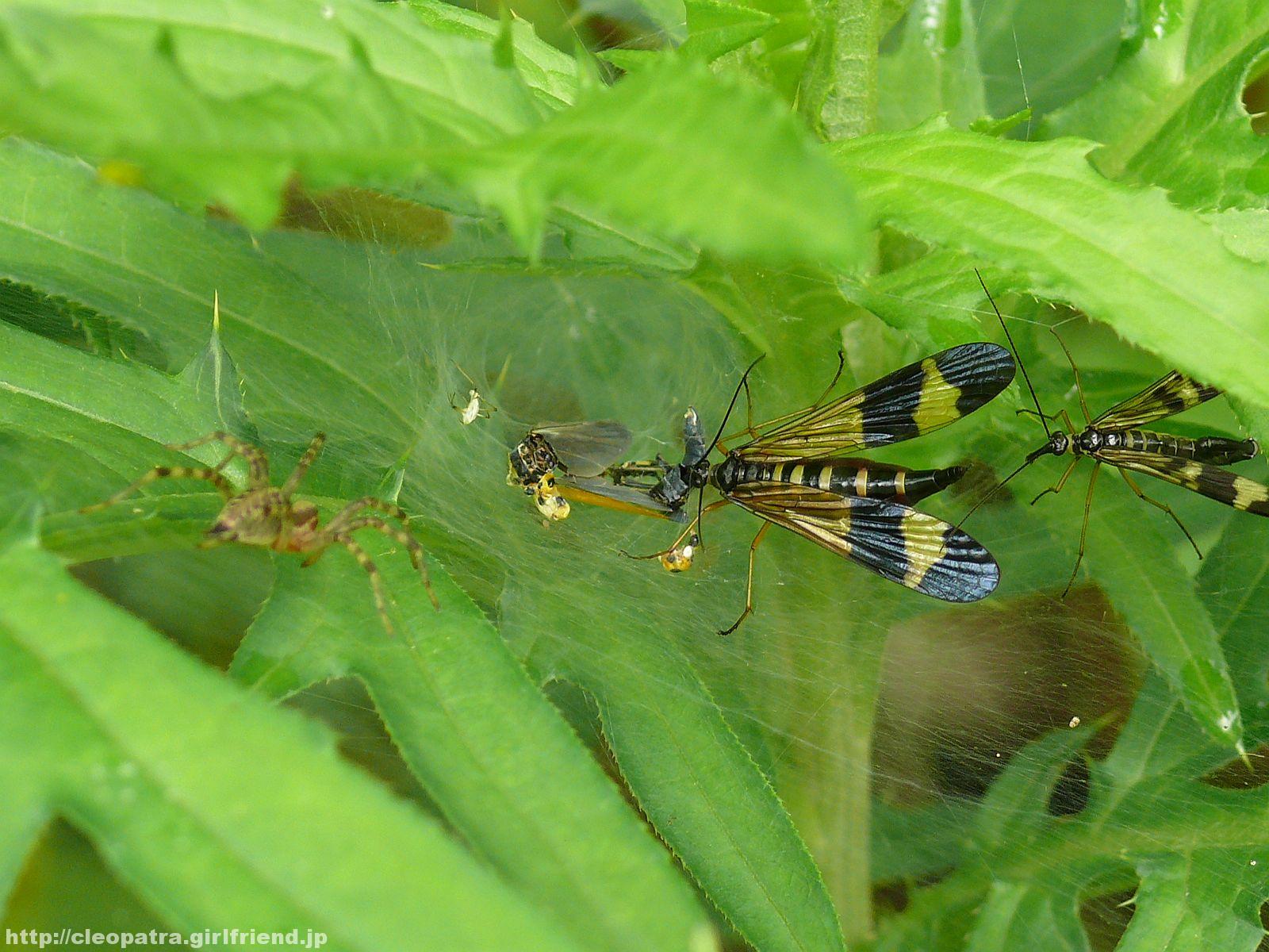 Golden Scorpionflies can walk on Spiderweb