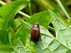 Brown Scarab Beetle