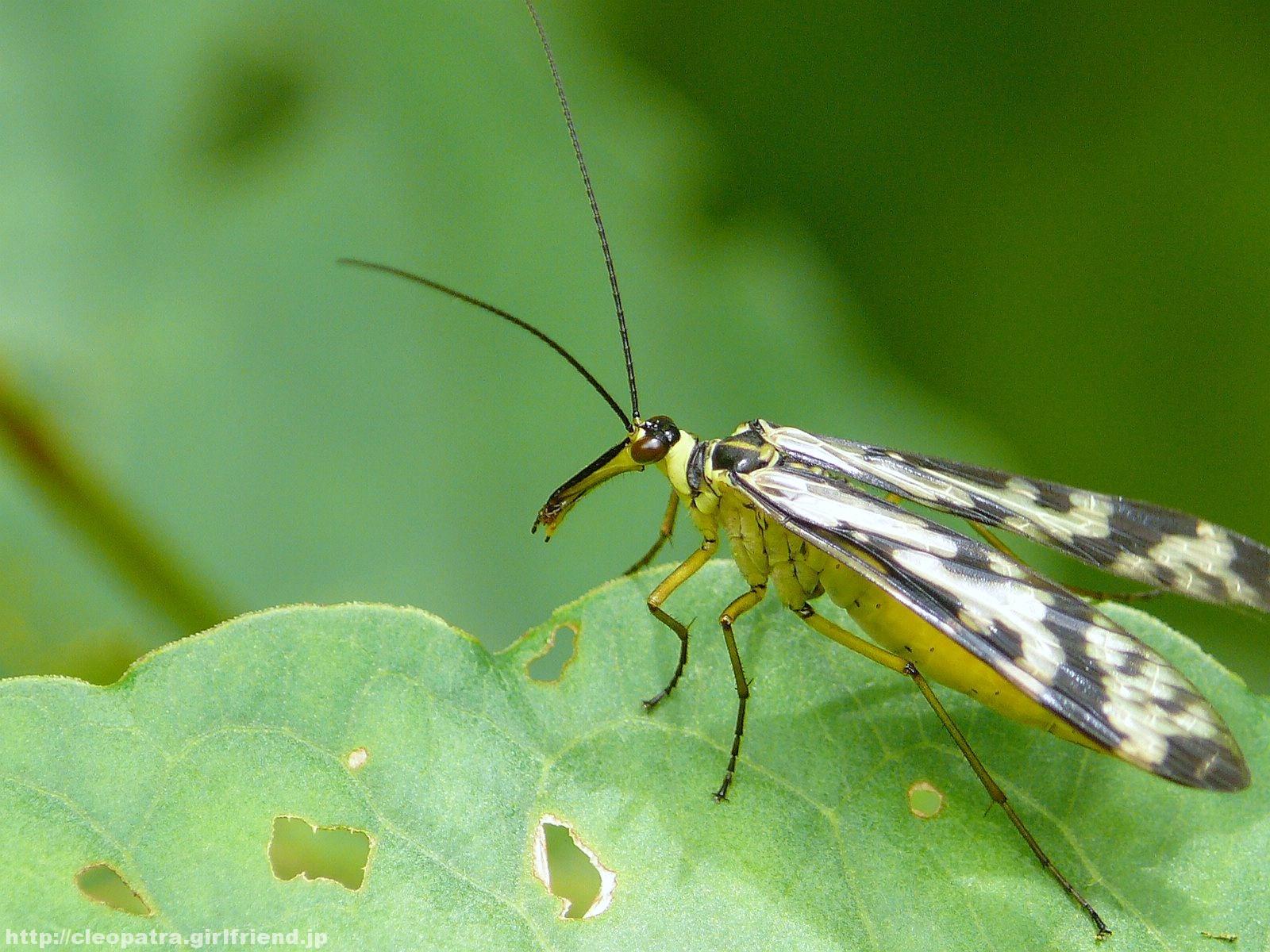 Brown Color Eyes !! Scorpionfly