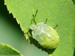 きれいな緑色のカメムシの幼虫