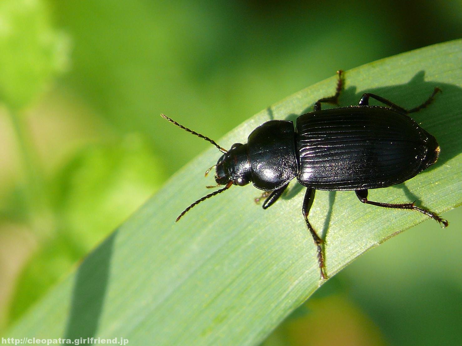 Ground Beetle 草むらを徘徊する黒いゴミムシ 2366s Insects Nature