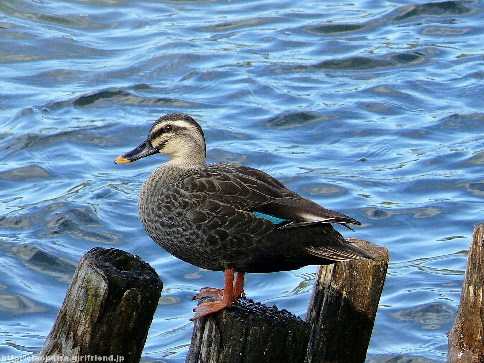 南湖で撮った鳥の写真