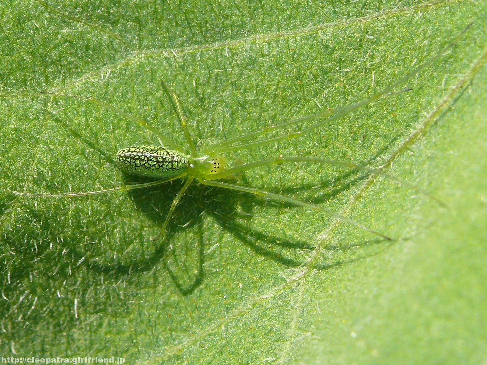 Green Spider すごく足の長い緑色のクモ 2967s Insects Nature