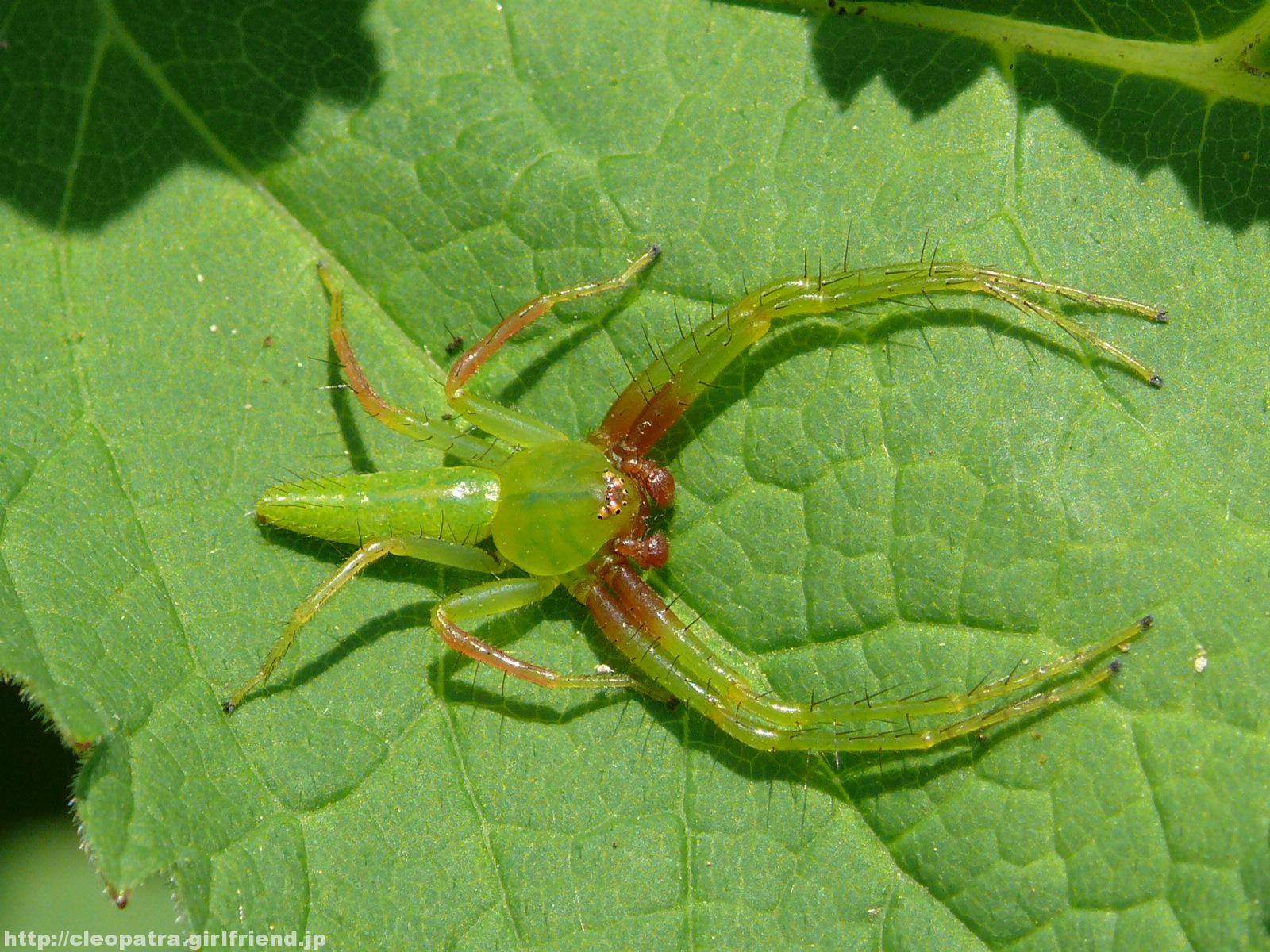 Green Crab Spider 緑色のカニグモといえばワカバグモ 3044s Insects Nature