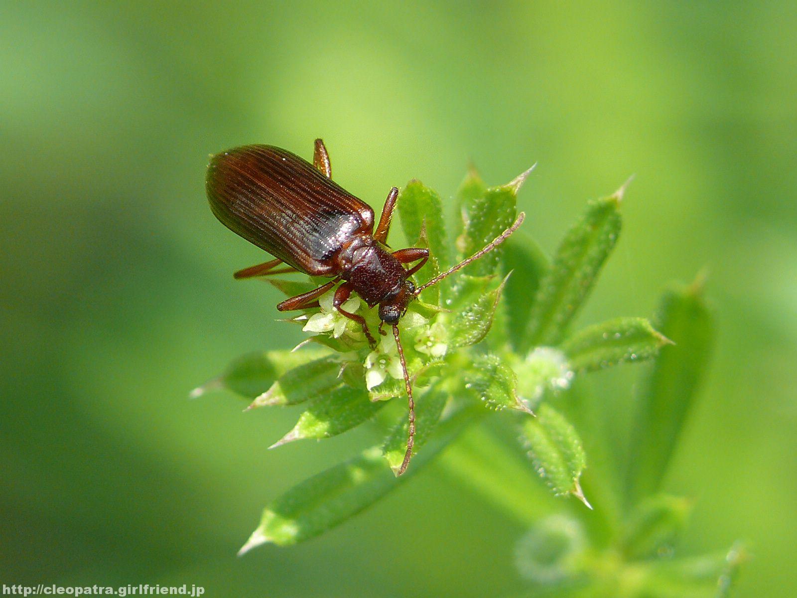 Reddish Brown Beetle ナガハムシダマシっぽい感じの赤茶色の虫 3047s Insects Nature