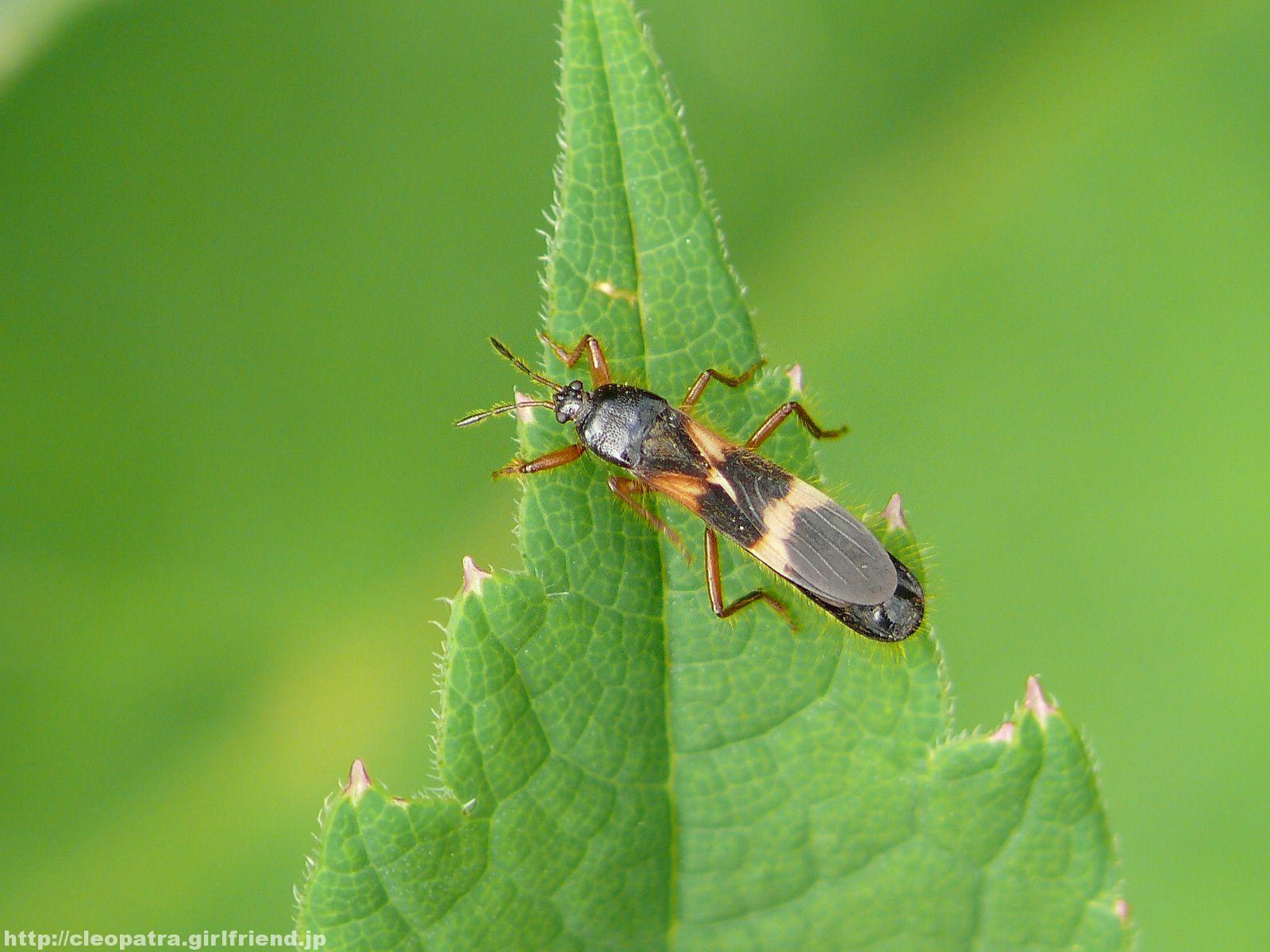 とっても細長いコガシラコバネナガカメムシP1730449 INSECTS & NATURE