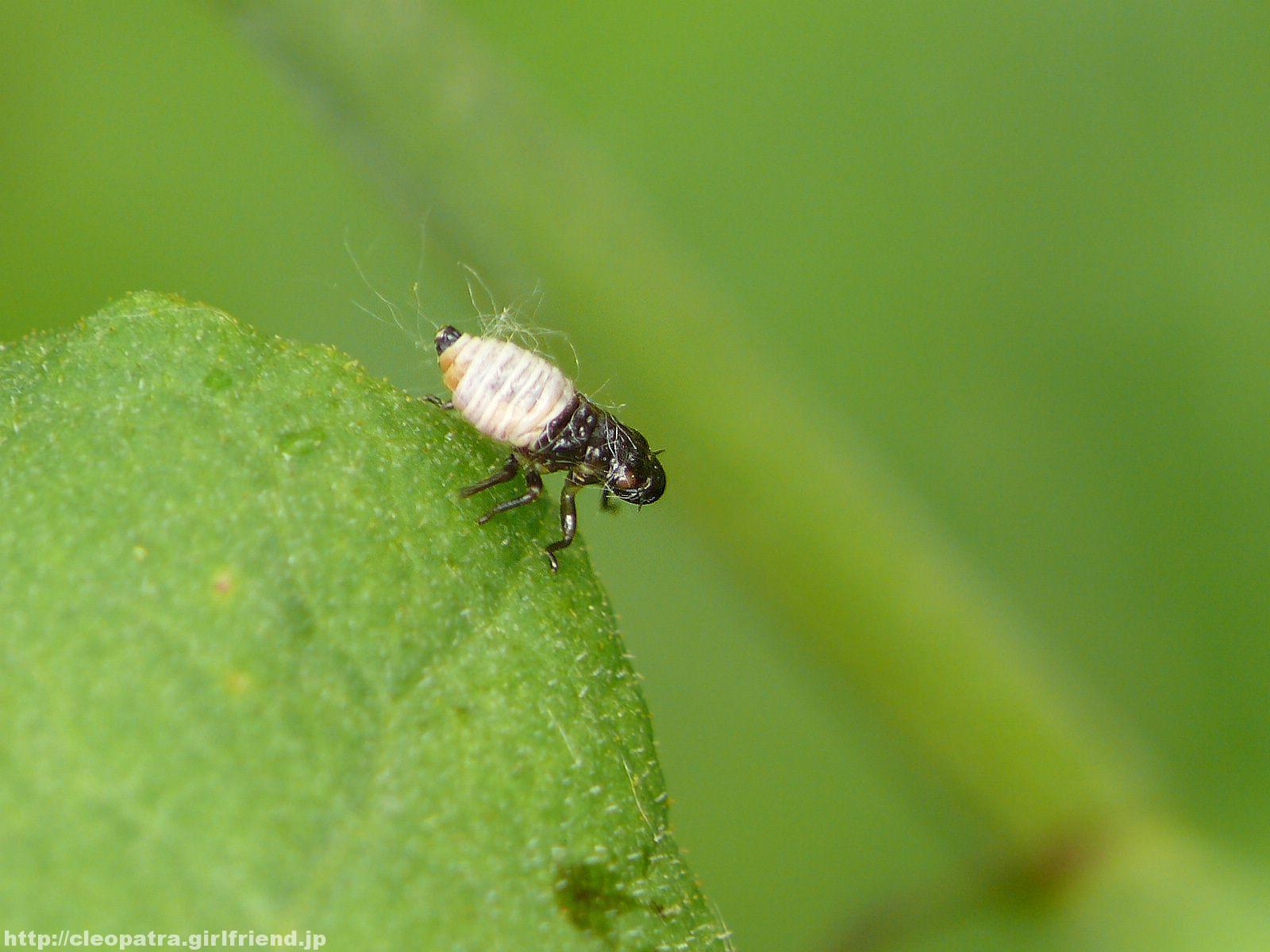 Young Froghopper アワフキムシの幼虫みたいな虫 3223s Insects Nature