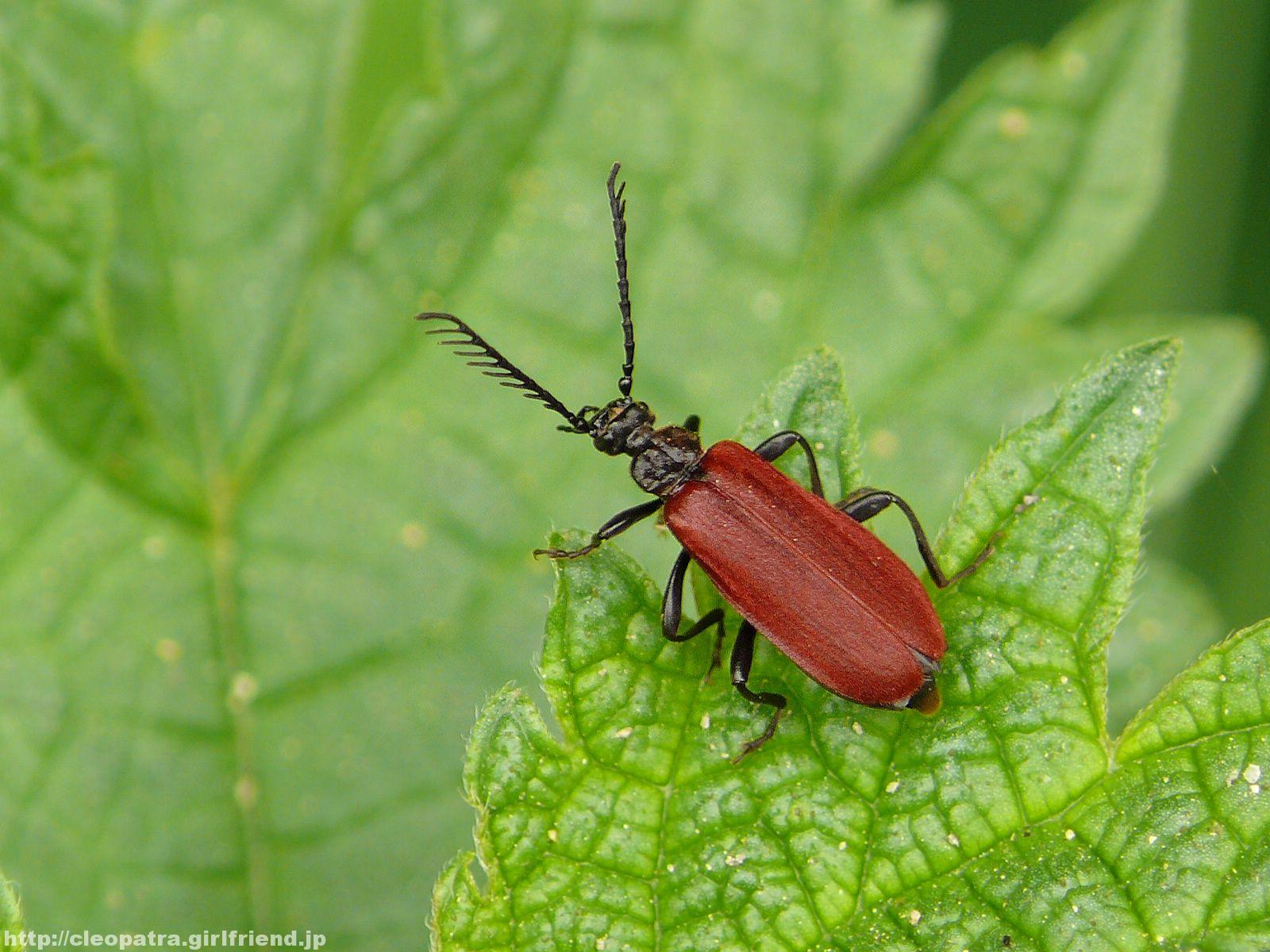 Cardinal Beetle ヒメアカハネムシみたいな感じの赤い虫 3305s Insects Nature