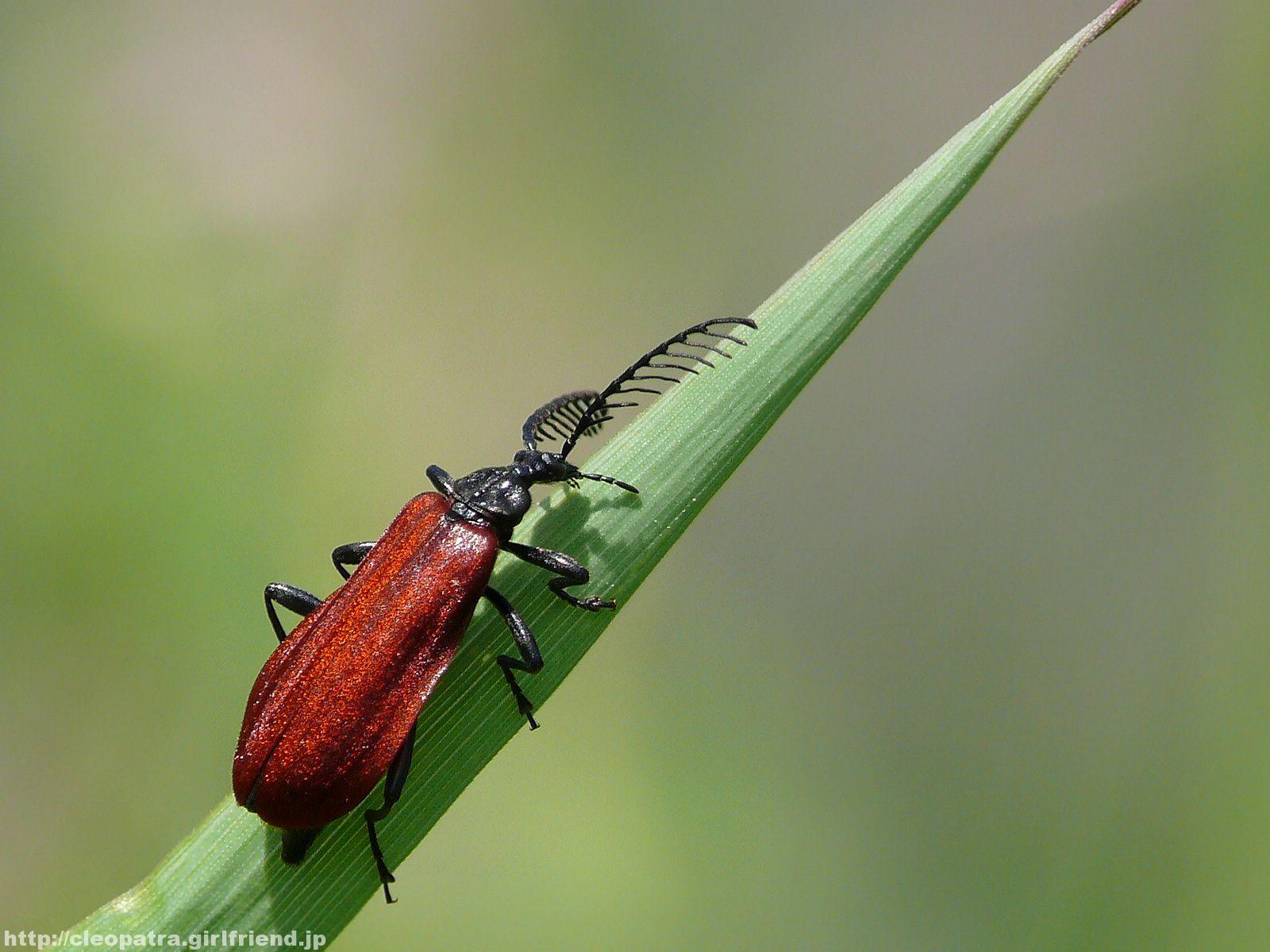 Fire Coloured Beetle 赤い背中をした虫 3323s Insects Nature