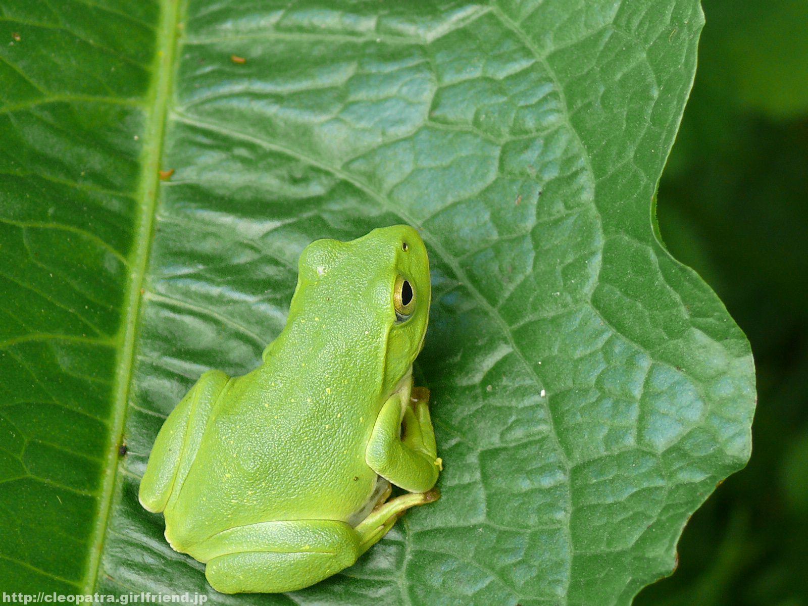 Pure Green Frog 緑色のカエル 3393s Insects Nature