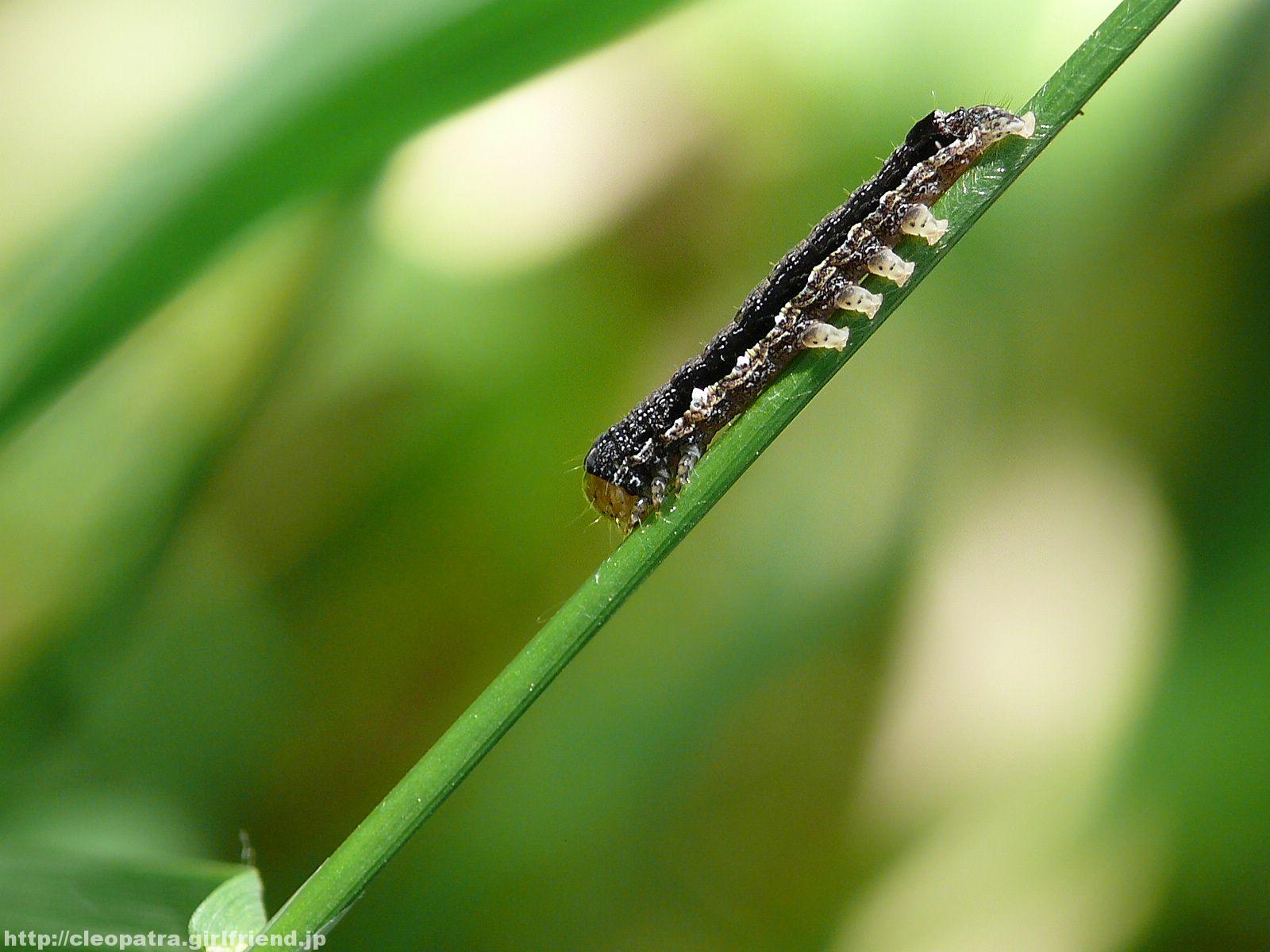 Black Larvae 黒い蛾の幼虫とコガタルリハムシの幼虫 3163s Insects Nature