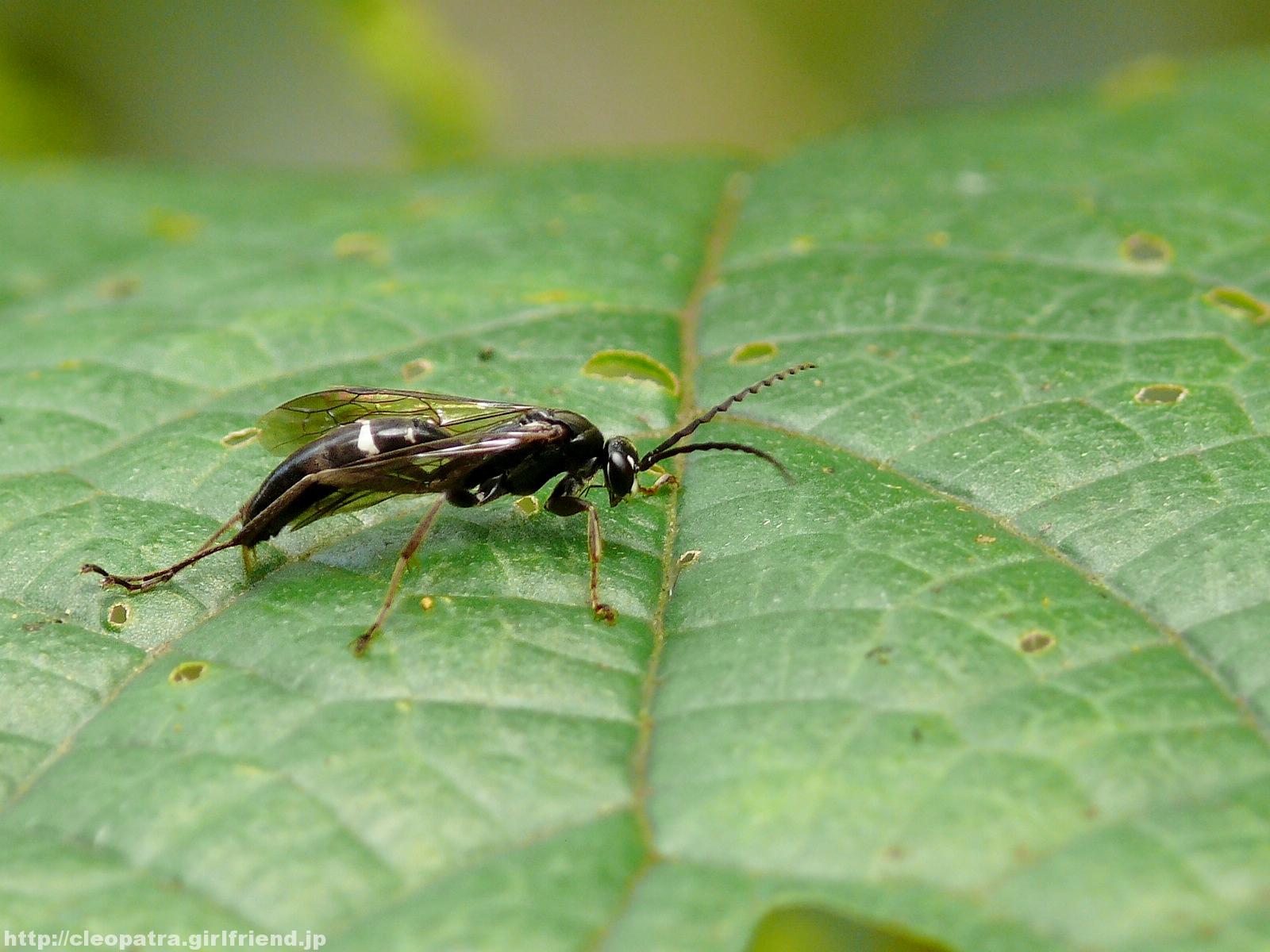 Black Ichneumon Wasp 黒いハチ系の虫を見て思ったこと 3500s Insects Nature