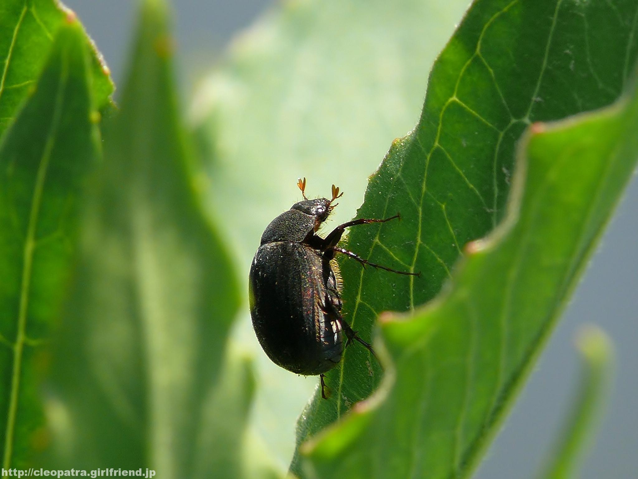 Scarab Beetle 黒くてかわいいコガネムシ 3853s Insects Nature