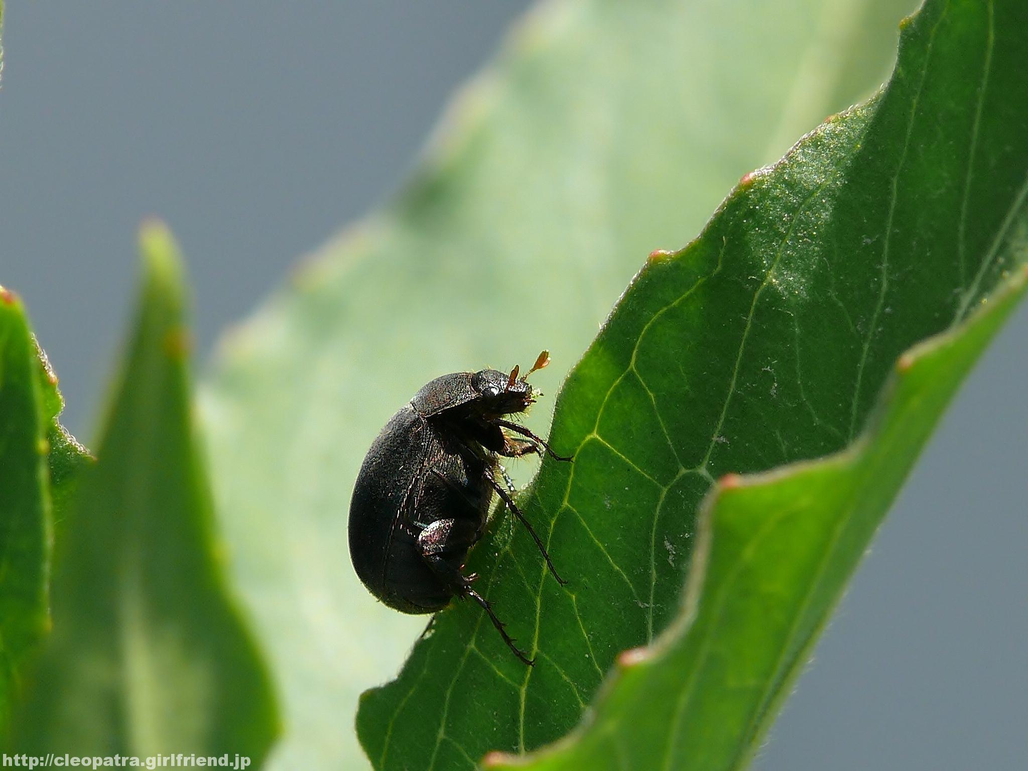 Scarab Beetle 黒くてかわいいコガネムシ 3853s Insects Nature