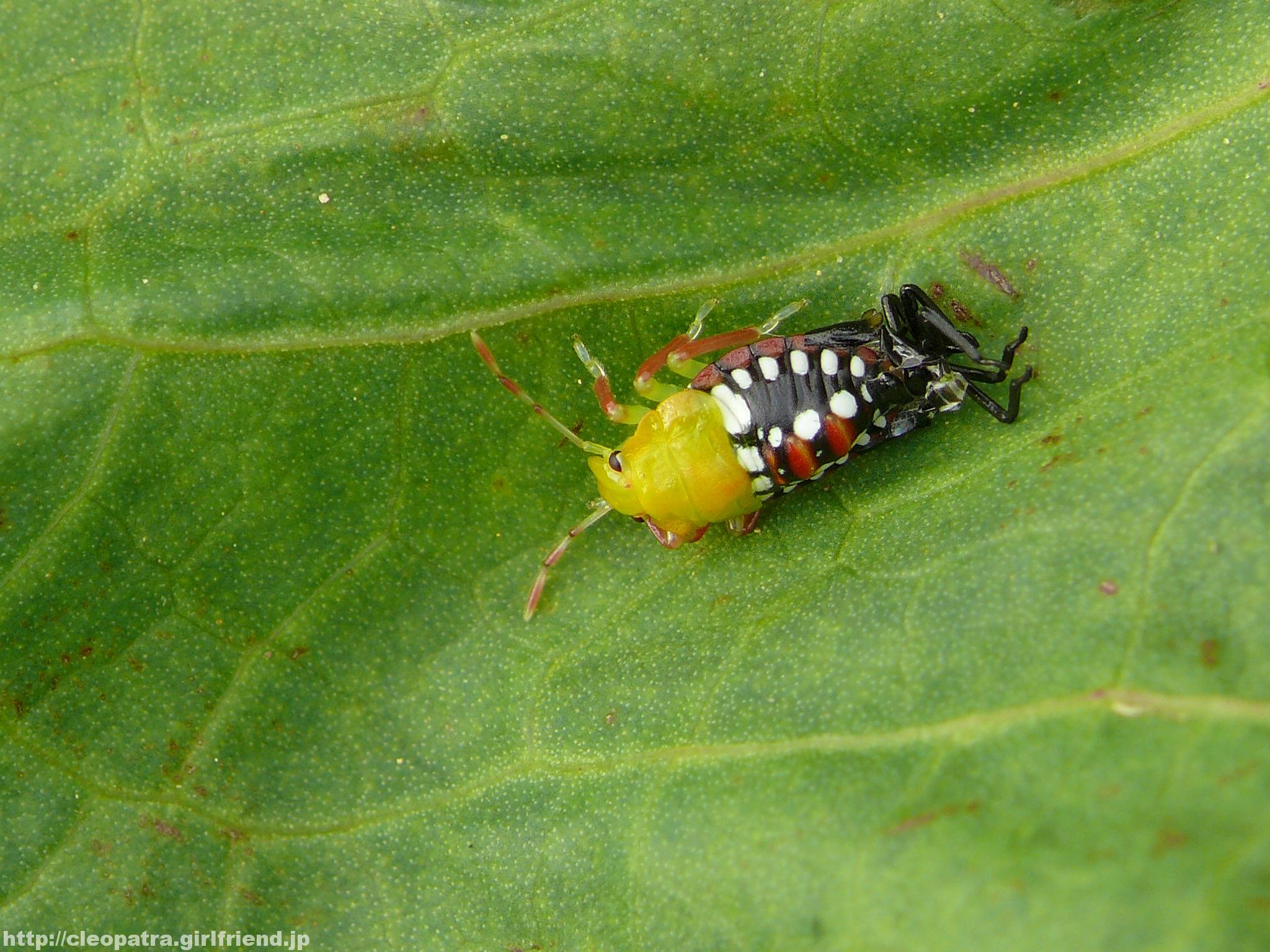 Nezara Antennata アオクサカメムシの幼虫 34s Insects Nature