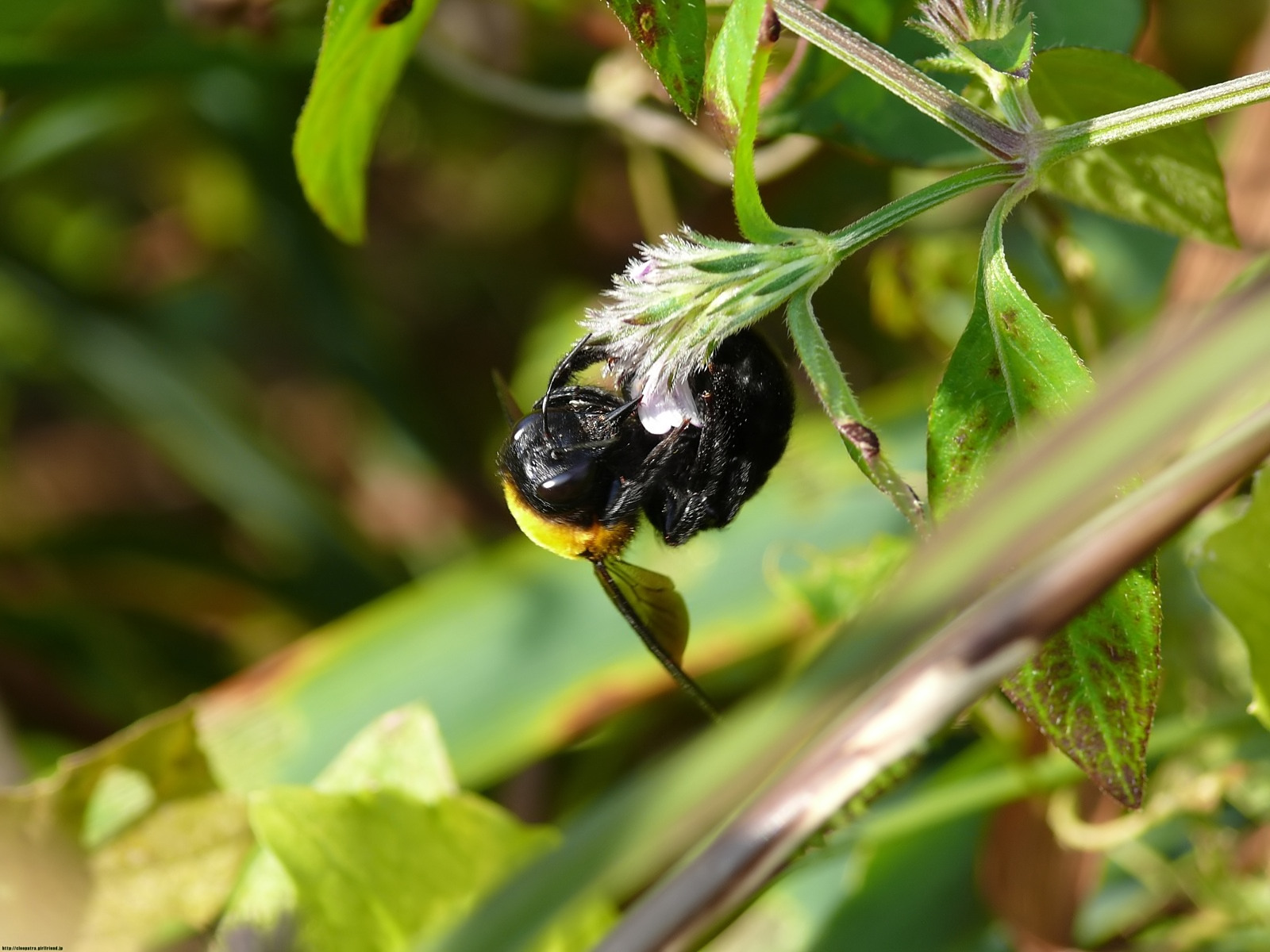 Carpenter Bee クマンバチ 4175s Insects Nature