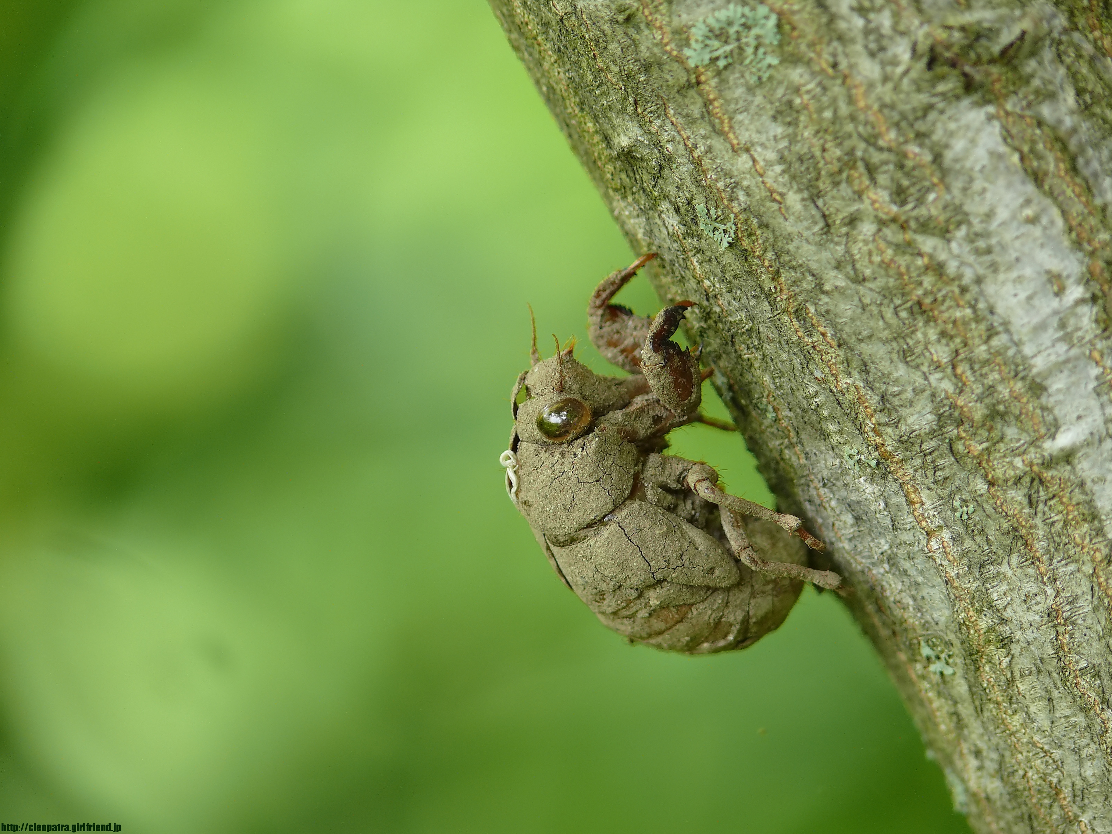 Cicada Shell セミのぬけがら 4428s Insects Nature