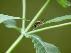 ドイツの昆虫・小さなハナバチ