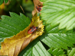 ドイツのホシカメムシの幼虫