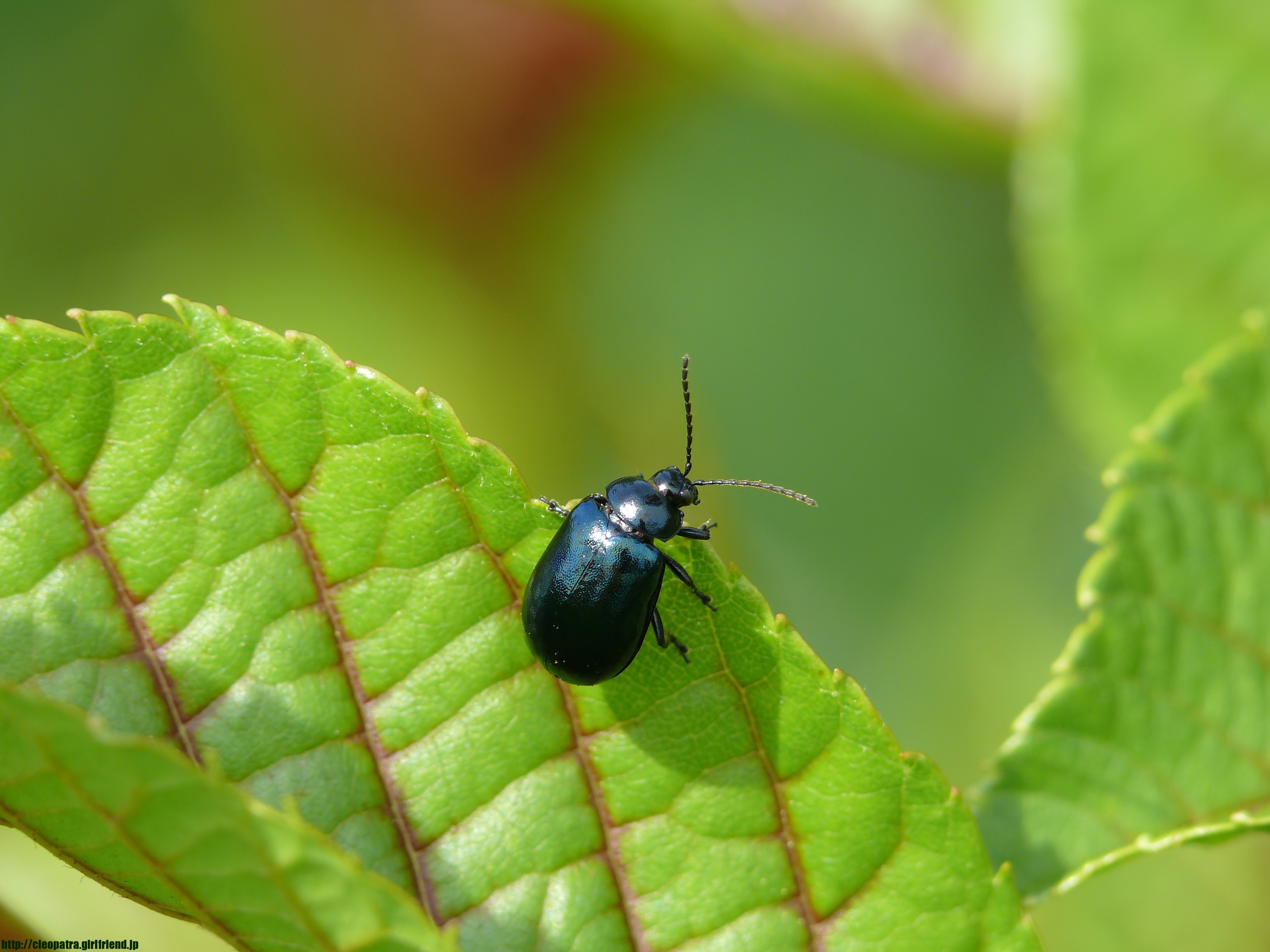 Metallic Blue Leaf Beetle 美しい瑠璃色のハンノキハムシ 4727s Insects Nature