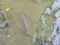 メスペルブルン城の池には魚がいっぱい