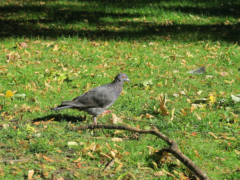 フランクフルトの公園にいた鳩