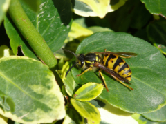 ドイツの昆虫・リューデスハイムのハチ