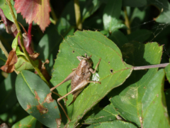 ドイツの昆虫・リューデスハイムの茶色いキリギリス
