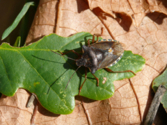 ドイツの昆虫・リューデスハイムのカメムシ