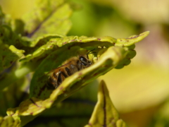 ドイツの昆虫・フランクフルトのミツバチ
