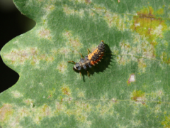 ドイツの昆虫・フランクフルトのテントウムシの幼虫
