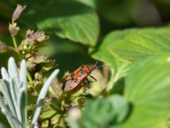 ドイツの昆虫・フランクフルトの美しいカメムシ