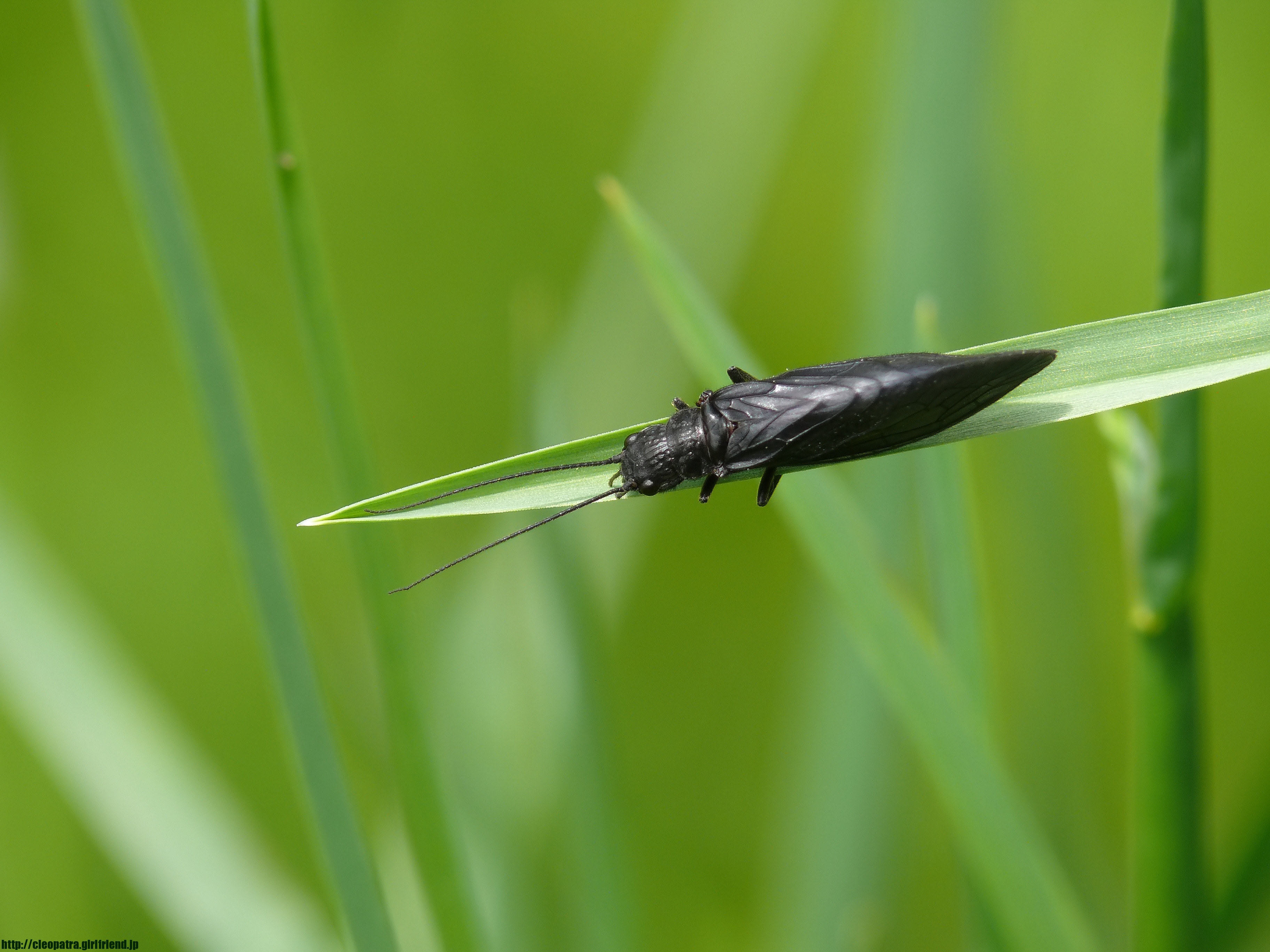 草の上で休憩中の黒いセンブリ