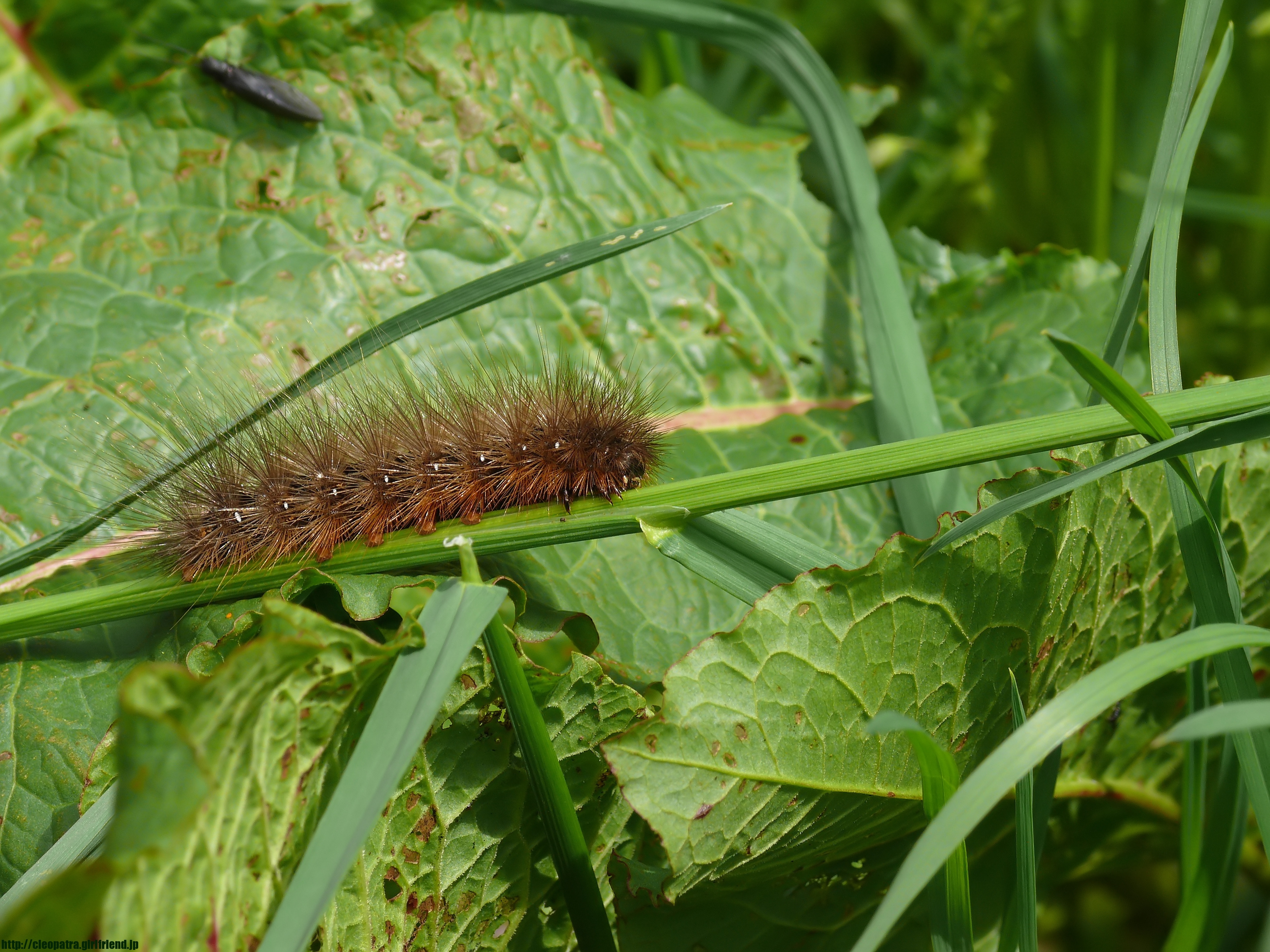 Brown Caterpillar 茶色い毛虫さん 4761s Insects Nature