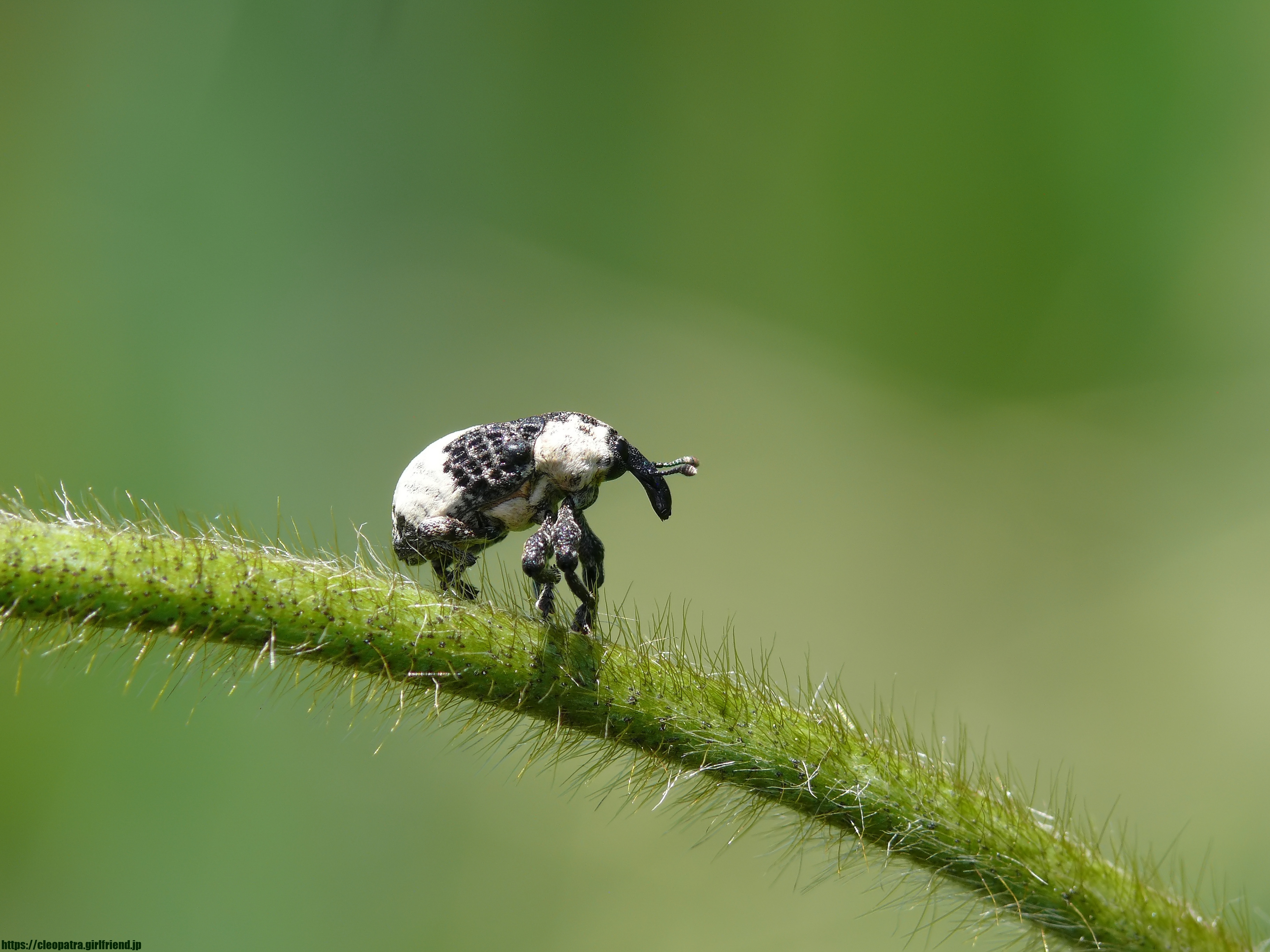 Weevil とってもかわいいオジロアシナガゾウムシ 40s Insects Nature