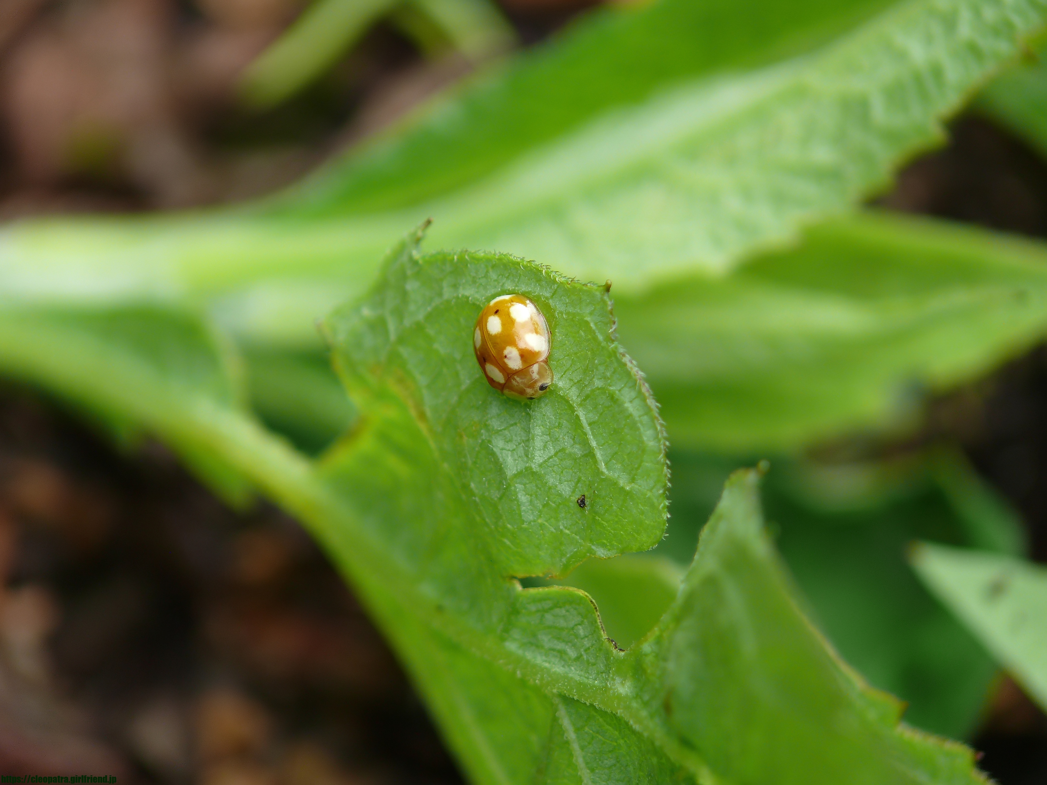 Ladybug 白い星を背負ったテントウムシ 4980s Insects Nature